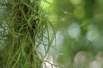 Water drop on Spanish Moss,Spot focus Close-up, green leaves Blurred bokeh as background In the natural garden in the daytime.