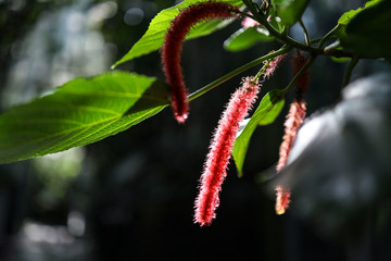 Exotic red flower