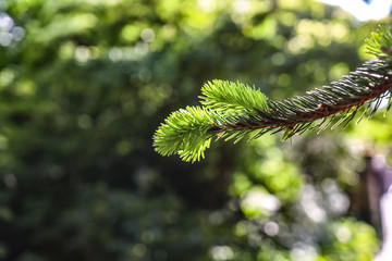 branch of a pine tree
