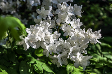 busch with white flowers in spring