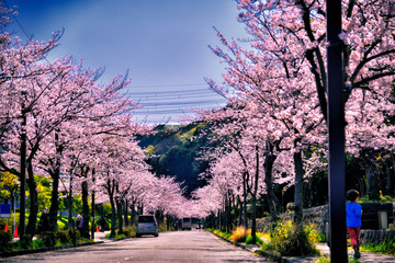 【神奈川】横須賀　久里浜の桜
