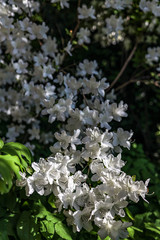 busch with white flowers in spring