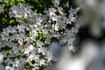 busch with white flowers in spring