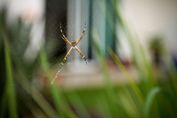 spider on web