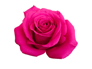 Chic Pink Purple Rose Macro On White Background
