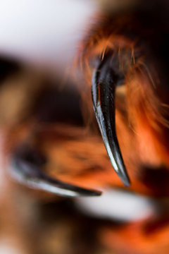 Spider tarantula Phormictopus auratus closeup. Photo dangerous spiders teeth with holes from which digestion fluid is injected into the sacrifice