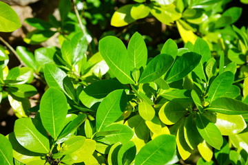 Fototapeta na wymiar Green foliage of gummy gardenia plant (gardenia gummifera)