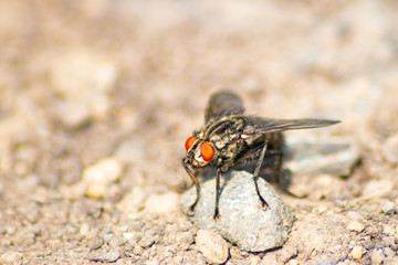 Fliege