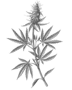 Cannabis Female Plant Pencil Illustration Isolated on White