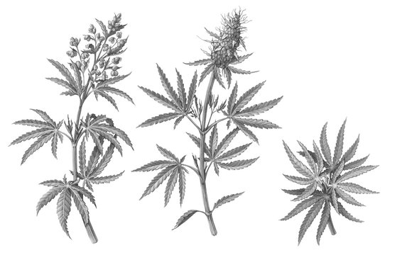Set of Male and Female Cannabis Plant Pencil Illustrations Isolated on White