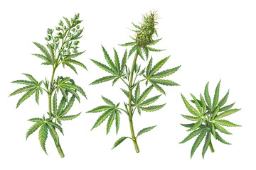Set of Male and Female Cannabis Plant Pencil Illustrations Isolated on White - obrazy, fototapety, plakaty