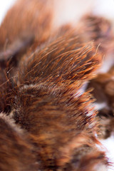 Spider tarantula Phormictopus auratus closeup. Photo dangerous spiders hairy abdomen, from where the legs go