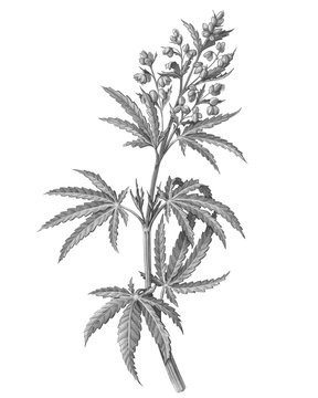 Cannabis Male Plant Pencil Illustration Isolated on White