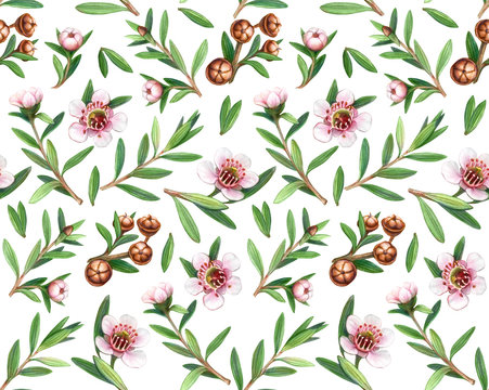 Manuka Flowers, Leaves and Fruit Pencil Drawing Seamless Pattern