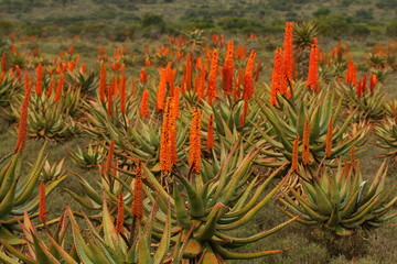 Fototapeta premium Field of bright reddish orange Aloe ferox inflorescences in winter from the Eastern Cape, South Africa.