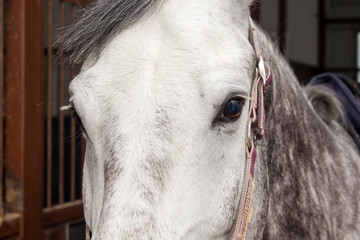 Muzzle of a gray horse standing in a stable
