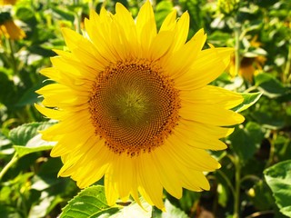summer field of yellow sunflowers