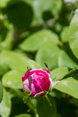 Unbroken rose bud