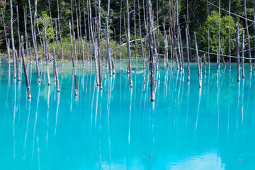 美瑛 青い池 白樺