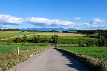 丘陵地帯の畑と道