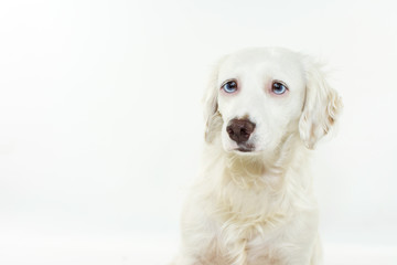 SAD AND SCARED DOG PUPPY OF FIREWORKS, THUNDERSTORMS, LOUD NOISES OR SEPARATION ANXIERTY WITH BLUE EYES. ISOLTED SHOT AGAINST WHITE BACKGROUND.