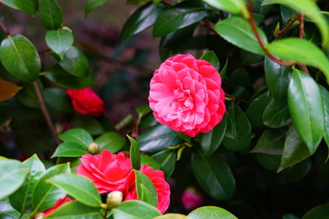 A pink camelia japonica flower in bloom