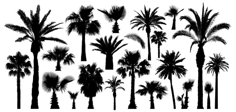 Palm tropical trees silhouette. Isolated on white background. Vector set
