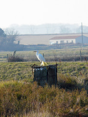 One great egret EGRETA ALBA in the marshland - raw environment - Improved Great OUTDOORS