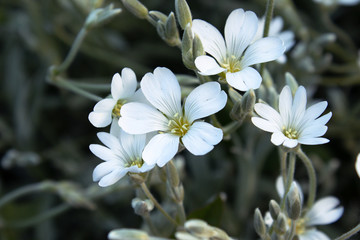 Obraz premium White small flowers. Spring flowers