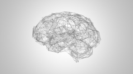 Human brain 3d shape network 