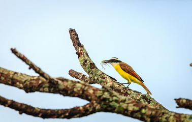 Fototapeta premium Great kiskadee bird eating insect