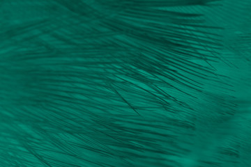 Fototapeta na wymiar Beautiful dark green florida keys colors tone feather texture background,trends color