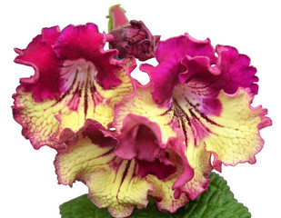 Blooming streptokarpus (lat. Gesneriaceae) DS Kata Tjuta, close-up. Isolated on white background. Selective focus