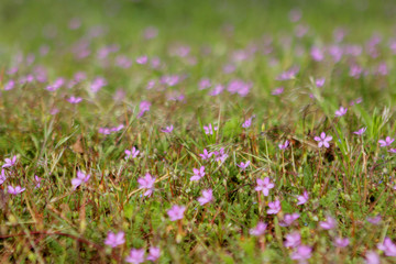 beautiful natural green background of flower summer meadow with pink flowers