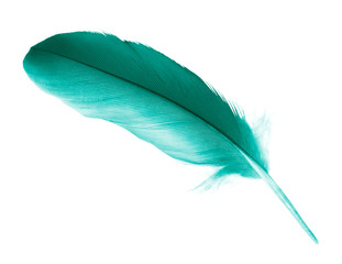 Beautiful dark green viridian vintage color trends feather isolated on white background