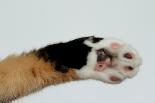 The Cat's Front Foot Is Pivoted, Copy Space