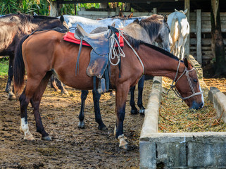Naklejka na ściany i meble Horses on a farm in Costa Rica