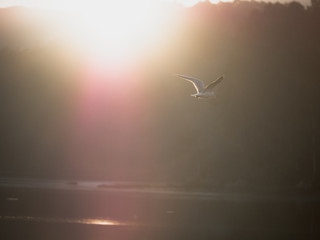 Gaviota sobre el mar