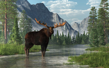 A bull moose stands in the ankle deep waters of a shallow, lazy river that winds its way through a forested valley.  Fir trees and long grass line the banks of the rivers. 3D Rendering - obrazy, fototapety, plakaty