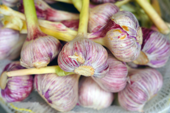 Fresh purple garlic heads at an Italian farmers market
