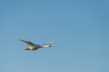 Mute swan in flight wings level