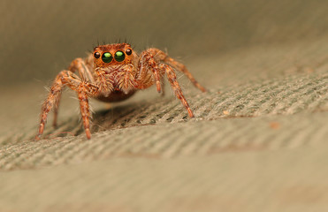 Spider jumping out for food	