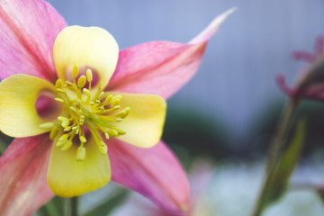 Obraz na płótnie Canvas Yellow flower with pink lepistki in the garden.