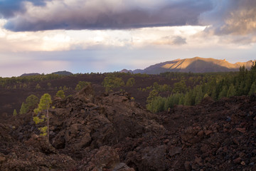 Forest lining the road to Teide, Tenerife
