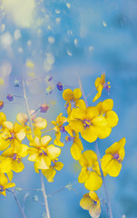 Gentle meadow yellow flowers of wild orchids. Soft delicate colors of spring flowers.
