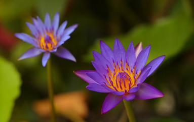 Pink and white lotus flower and green leaves	