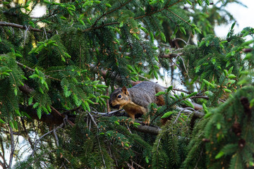 015-squirrel-ankeny-13may19-09x06-009-350-0363
