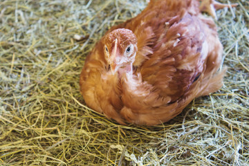 Chickens sit on the grass in the hen house.