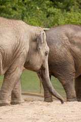 Obraz premium Elephant Wildlife Animal