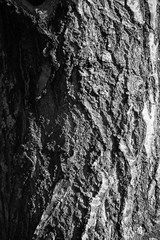 the bark of an old tree